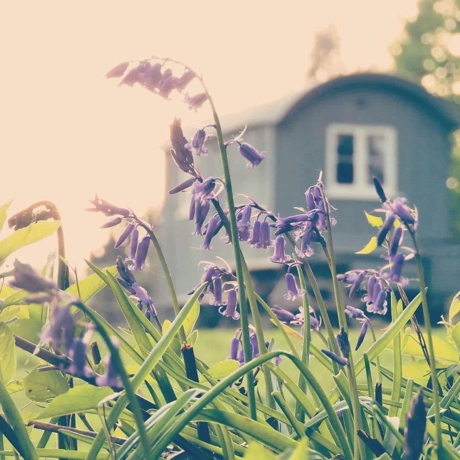 Skylark Shepherds Hut Royal Tunbridge Wells Luaran gambar